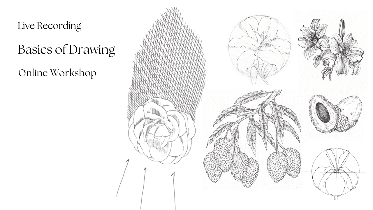 Basics of Drawing