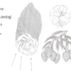 Basics of Drawing